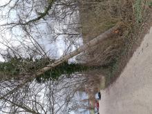 Abgebrochener Baum hängt über die Strasse