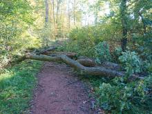 Sturmschäden - umgestürzter Baum