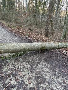 Baum versperrt Waldweg 