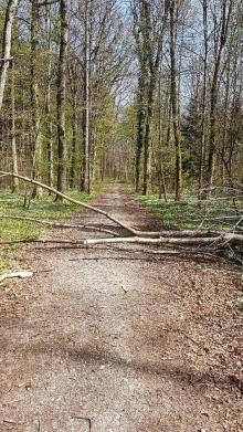 Umgestürzte Bäume auf Hauptdurchgangsweg im Kleinen Tannenwald