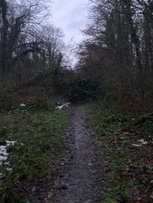 Umgestürzter Baum versperrt Fußweg