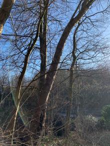 Toter Baum neigt sich in Richtung Büttinghausener Straße